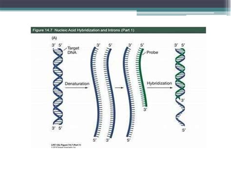 Nucleic acid hybridization