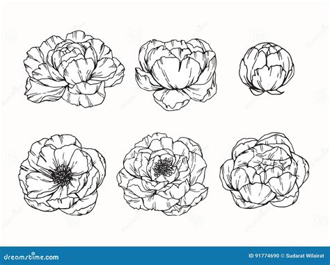 La Pivoine Fleurit Le Dessin Et Le Croquis Avec Le Ligne Art