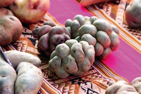 The Past And Present Of Peruvian Potatoes Kuoda Travel