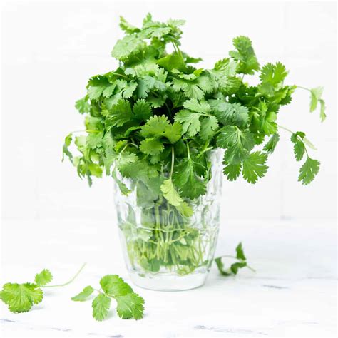 How To Store Cilantro Best Ways To Keep It Fresh For Use Chopnotch