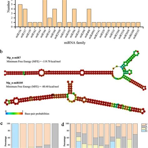 Identification Of Conserved MiRNAs And Prediction Of Novel MiRNAs