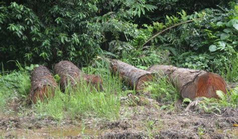 Mafia Illegal Logging Di Aceh Timur Masih Berkeliaran Polisi Belum