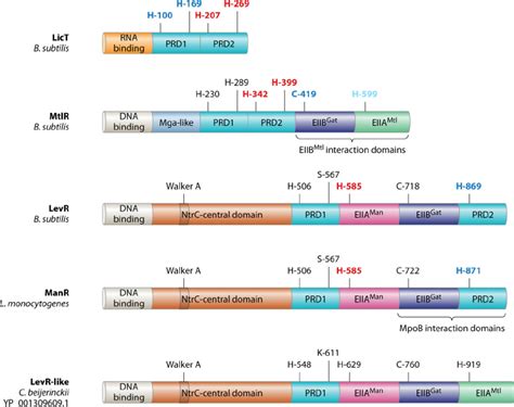 Schematic Presentation Of The Different Regulatory Domains In