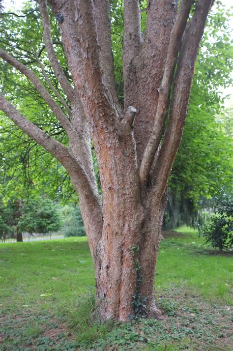 Pinus Densiflora Trees And Shrubs Online