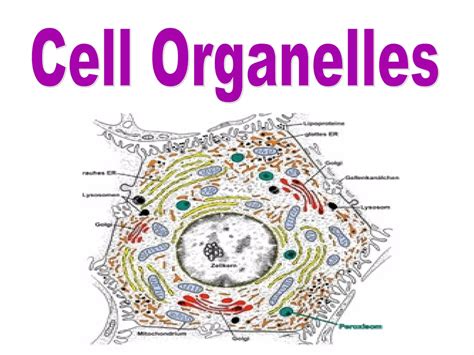 Cell Organelles Ppt