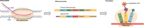 Prokaryotic Transcription And Translation Biology For Majors I