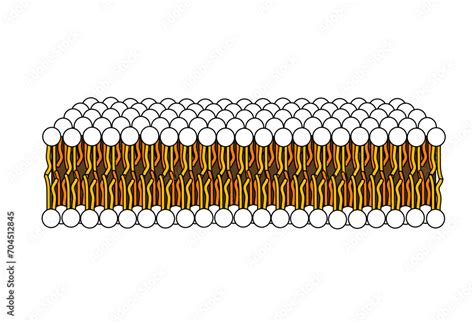 Structure of Phospholipid Molecule in Bilayer .Vector illustration ...