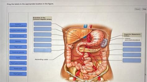 Drag The Labels To The Appropriate Location In The Figure Aditia Novit