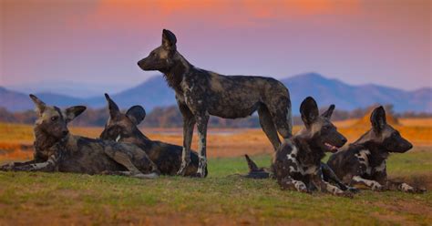 BBC Earth's "Dynasties" Pulls at Heartstrings With the Painted Wolves ...