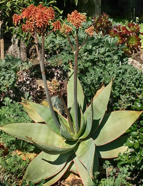 Aloe Striata Cactus Jungle