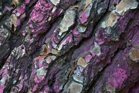 Painted Tree Bark Free Stock Photo - Public Domain Pictures