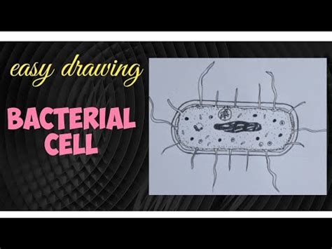 How To Draw A Bacterial Cell Easily How To Draw A Prokaryotic Cell