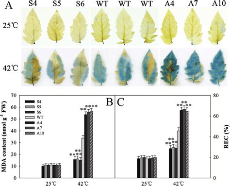 Cell Damage Analysis In Wt And Transgenic Plants A Trypan Blue