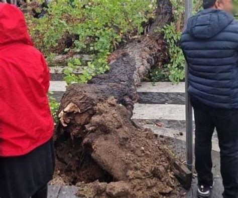 Albero Si Sradica E Crolla Sulle Strisce Pedonali Due Persone Ferite