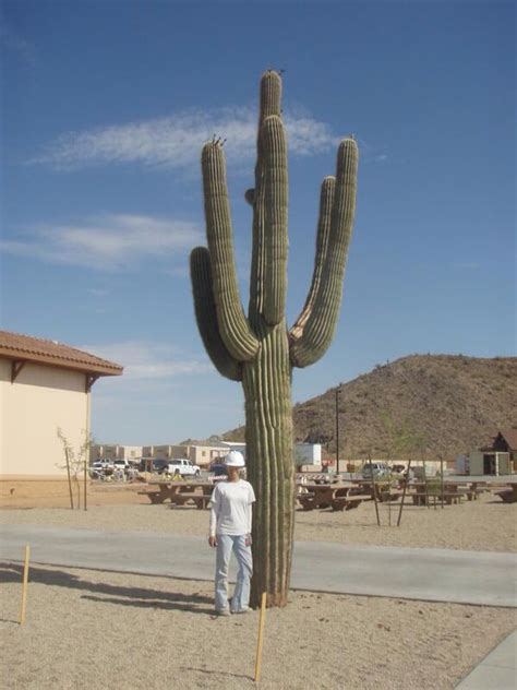 My Sis Standing Next To The Humongous Cacti Behind The Casa Grande Assembly Hall Arizona