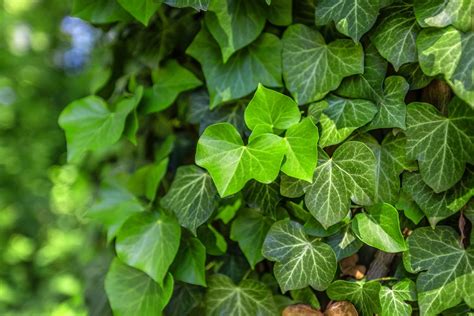 30 Samen Efeu Hedera helix Fassaden Begrünung Amazon de Garten