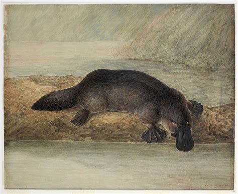 Brief History Platypus