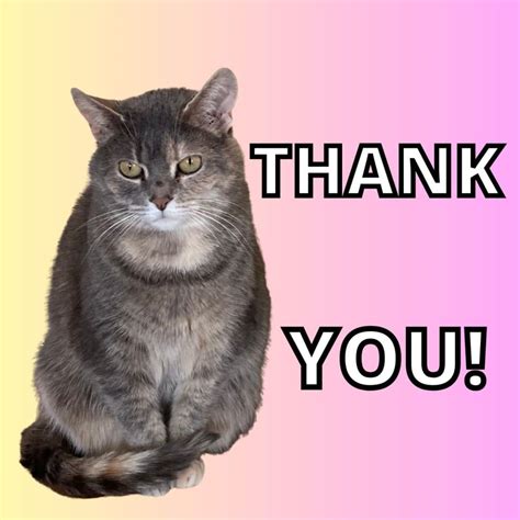 A Little Fun for Your Day: 11 Reasons to Thank Your Cat