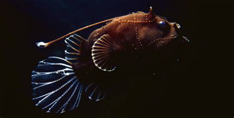 10 Facts about Deep Sea Creatures - Fact File