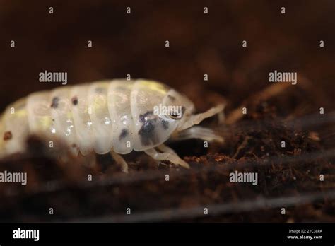 Isopods Woodlouse Pill Bugs Armadillidium Vulgare Magic Potion Stock