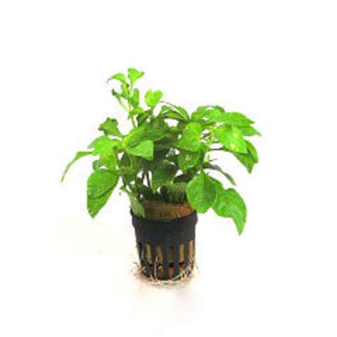 Alternanthera Bettzickiana In 5 Cm Pot Junai Nl