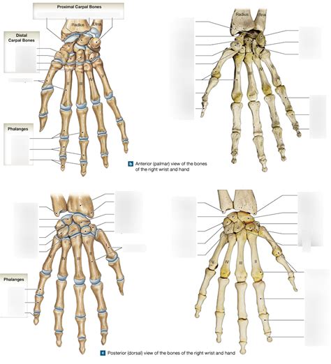 Hands Diagram Quizlet