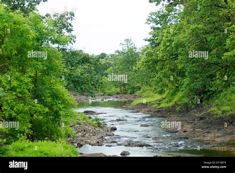 Bhatsa river ; Shahapur district ; Thane ; Maharashtra ; India Stock ...