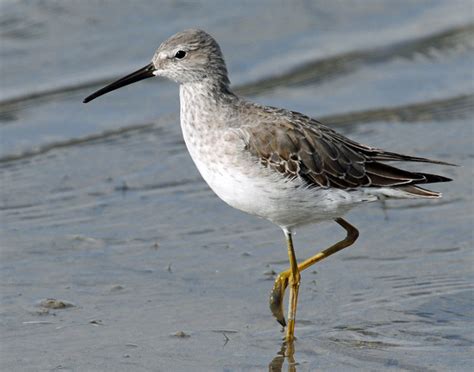 Stilt Sandpiper