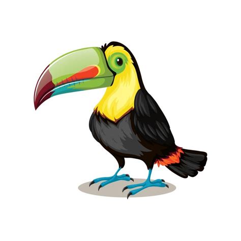 Toucan bird cartoon character vector - freepng