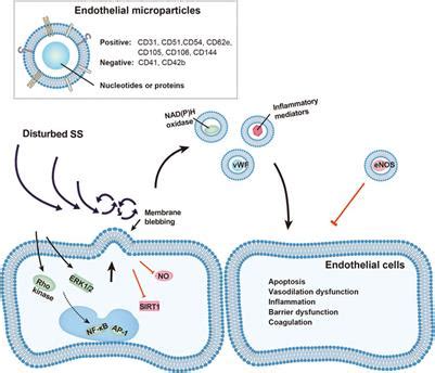 Frontiers Endothelial Microparticles A Mechanosensitive Regulator Of