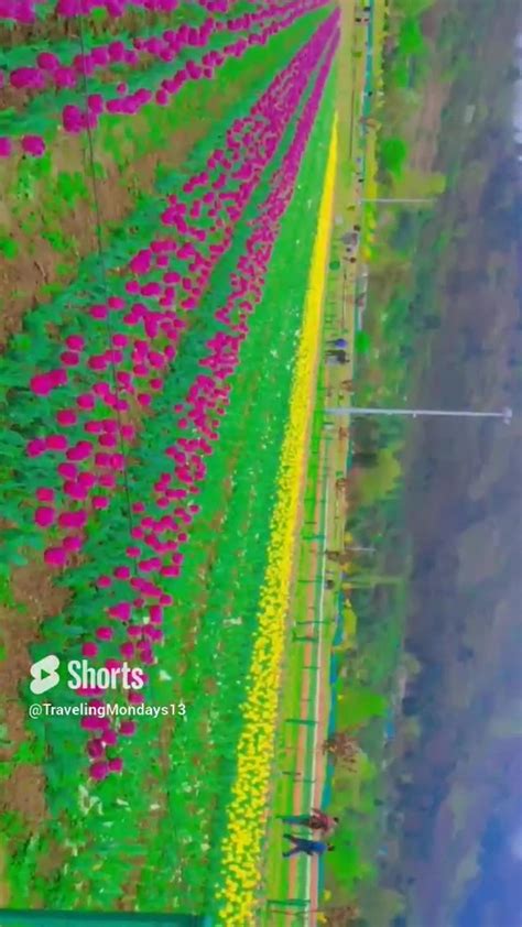 TULIP GARDEN // ASIA'S LARGEST TULIP - One News Page VIDEO