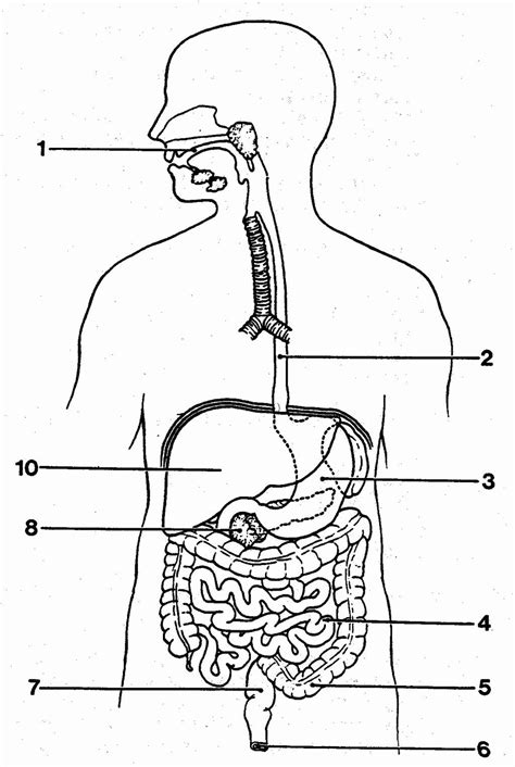 86 Human Body Organs Coloring Pages Febi Art