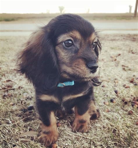 Dachshund Chihuahua Cocker Spaniel Mix - Pets Lovers