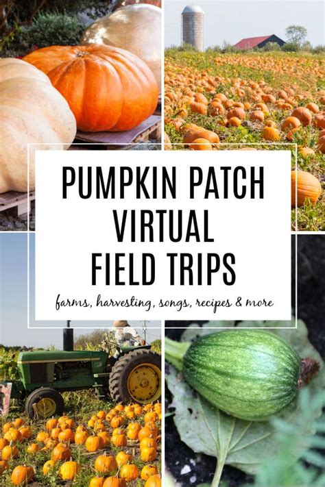 Virtual Pumpkin Patch Field Trips The Educators Spin On It