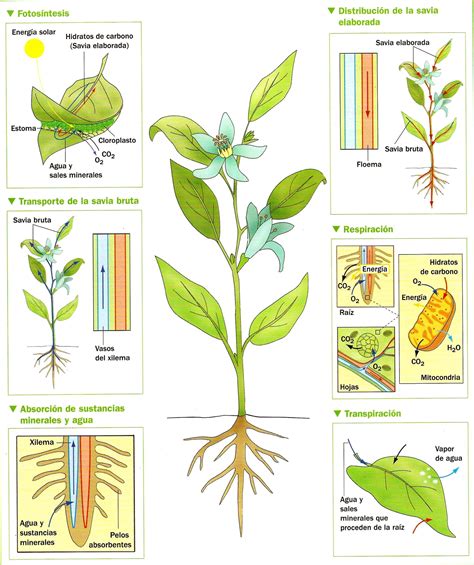 Ilustración de la nutrición de las plantas Transpiración respiración