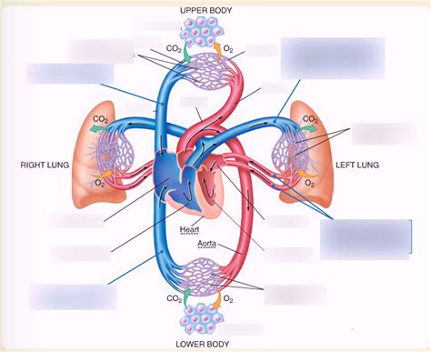 Aaos Emt Eleventh Edition The Circulatory System Diagram Quizlet