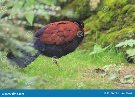 Pheasant pigeon stock photo. Image of pigeon, pheasant - 27124470