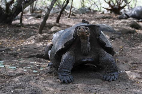 Hay una nueva especie de tortuga gigante en Galápagos científicos