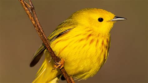 Closeup View Of Yellow Warbler Bird Hd Yellow Wallpapers Hd