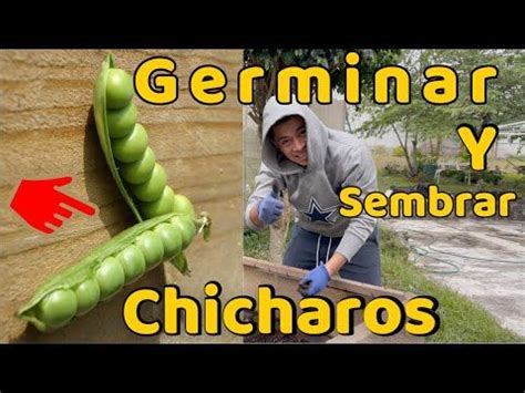 Germinar Y Sembrar Chicharos O Arvejas Huerto Citadino Youtube