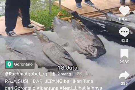 Viral Satu Ikan Tuna Terjual Seharga Rp18 Juta Di Gorontalo Warganet