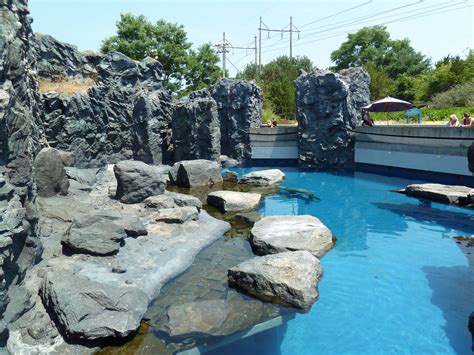 Pacific Northwest Stellers Sea Lionharbor Seal Exhibit Zoochat