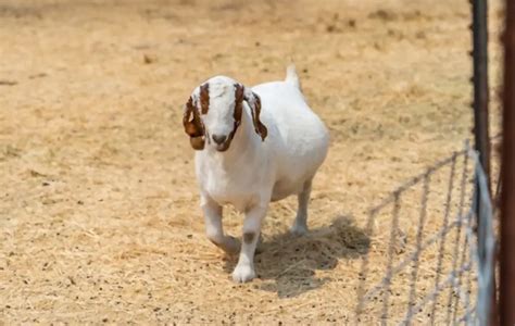 How To Tell If Your Goat Is Pregnant Or Just Fat Top Signs Farminly