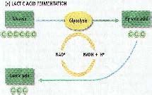 Lactic Acid Fermentation | NC State Extension Publications