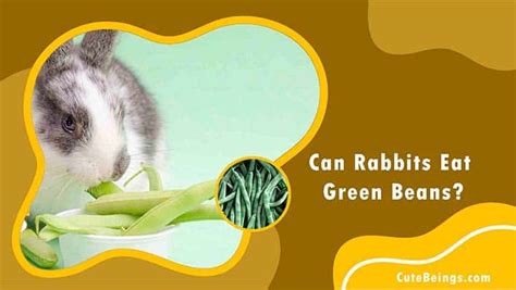 Can Rabbits Eat Green Beans Cute Beings