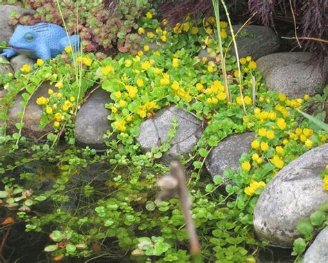 25 Best Plants for a Koi Pond that You Must Grow