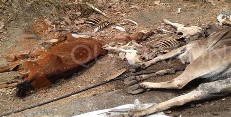 Sequ A Deja M S De Reses Muertas En Zihuatanejo