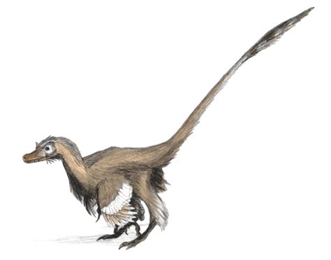 Велоцираптор Velociraptor — Динопедия