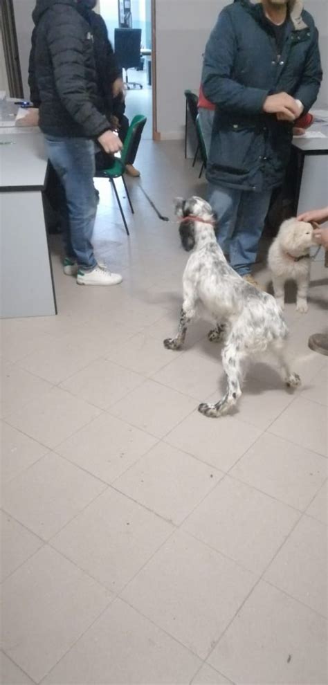 Lotta Al Randagismo Successo A Serra San Bruno Per La Giornata