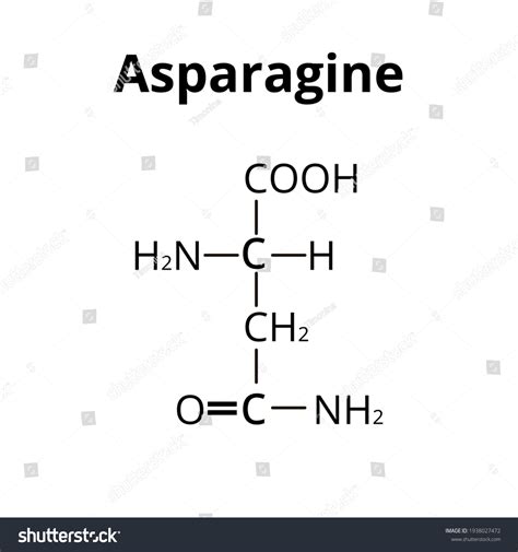 Asparagine Amino Acid Chemical Molecular Formula Stock Vector Royalty